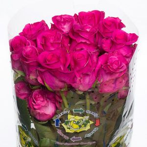 ROSE COTTON CANDY 70